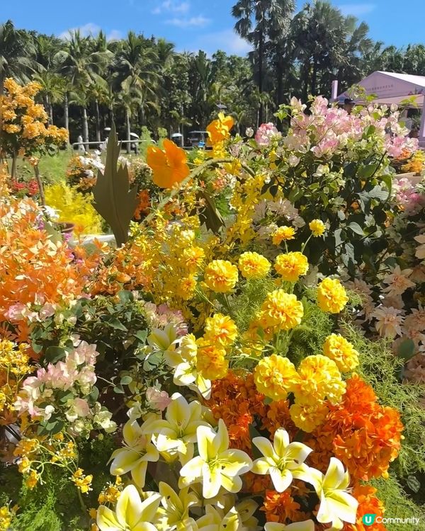 🌺我愛花花🌺之簕杜鵑花展1107#深圳花海#開幕啦