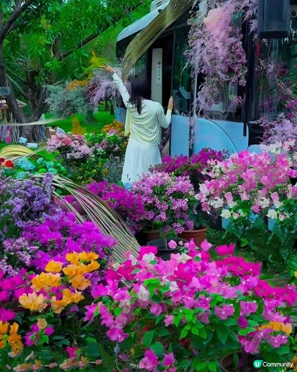 🌺我愛花花🌺之簕杜鵑花展1107#深圳花海#開幕啦