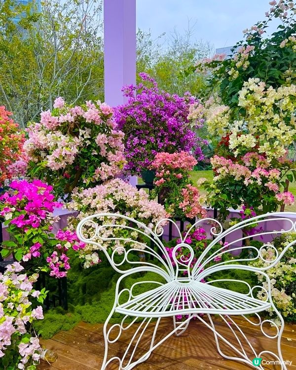 🌺我愛花花🌺之簕杜鵑花展1107#深圳花海#開幕啦