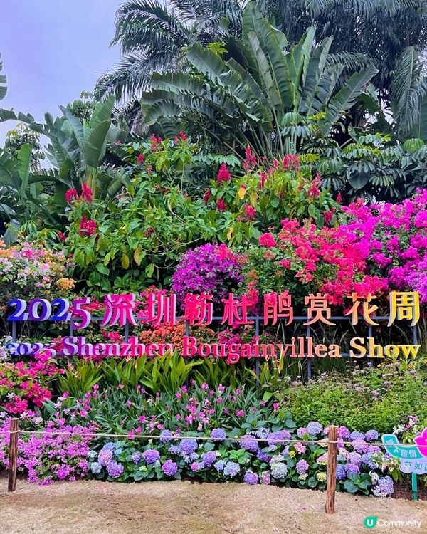 🌺我愛花花🌺之簕杜鵑花展1107#深圳花海#開幕啦