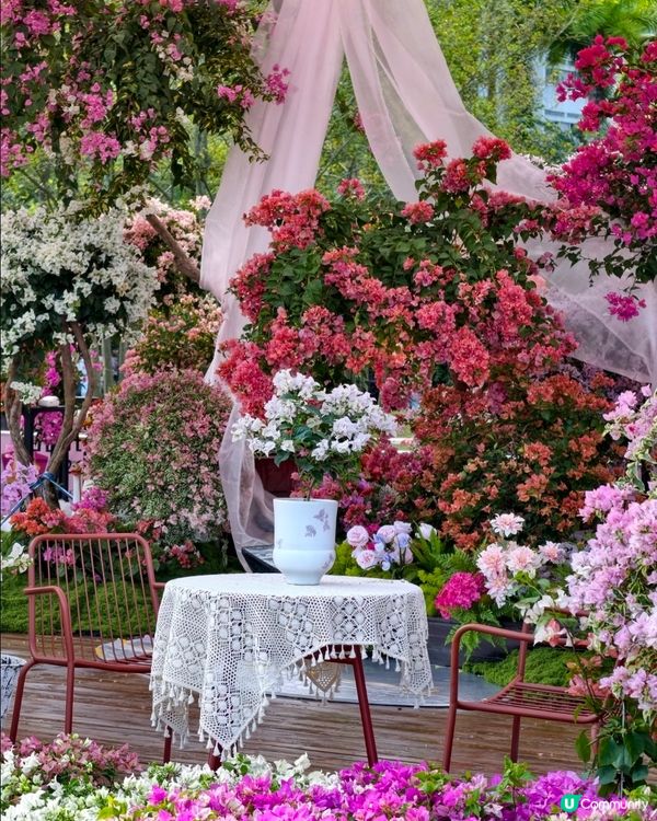 🌺我愛花花🌺之簕杜鵑花展1107#深圳花海#開幕啦