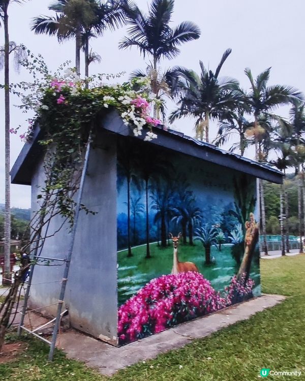 🌺我愛花花🌺之簕杜鵑花展1107#深圳花海#開幕啦