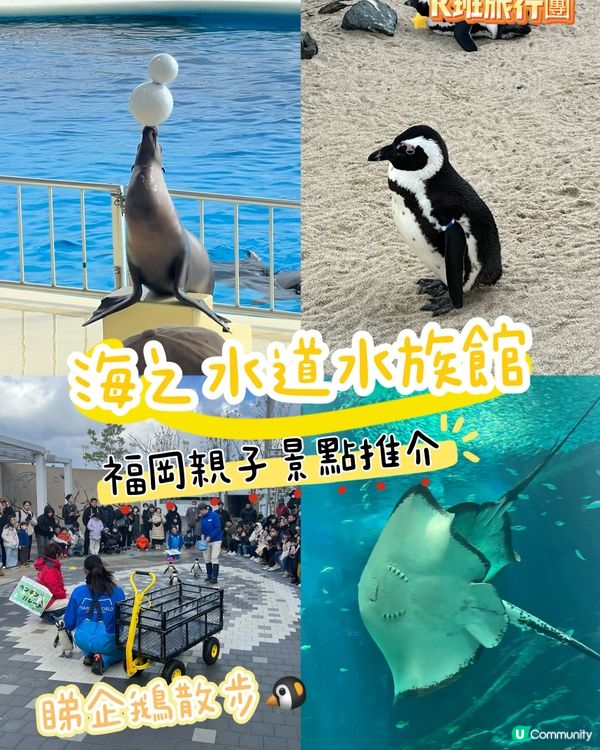 福岡水族館🐬！海豚&企鵝散步勁正！親子遊必去！🌊