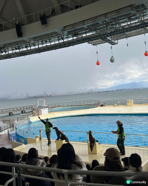 福岡水族館🐬！海豚&企鵝散步勁正！親子遊必去！🌊