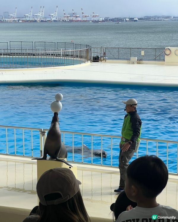 福岡水族館🐬！海豚&企鵝散步勁正！親子遊必去！🌊