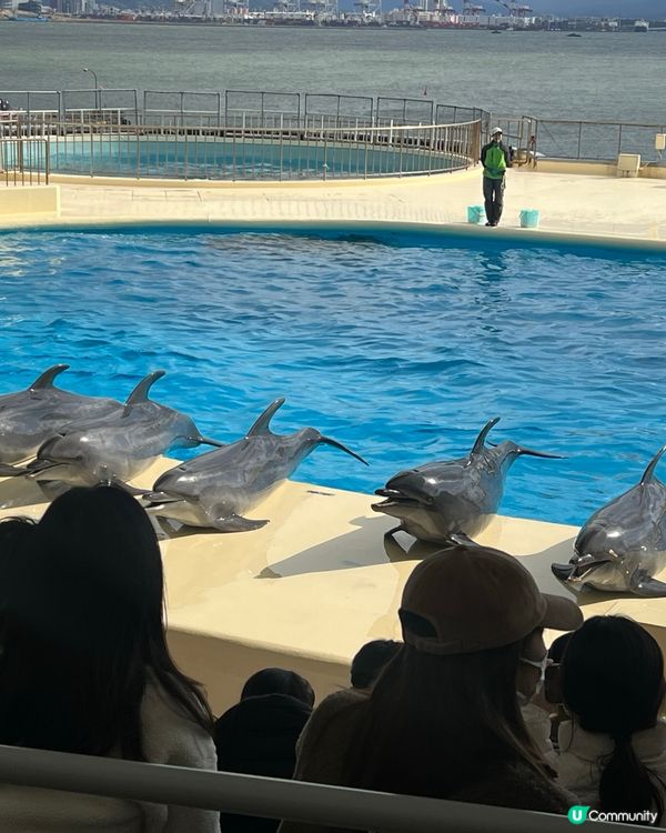 福岡水族館🐬！海豚&企鵝散步勁正！親子遊必去！🌊