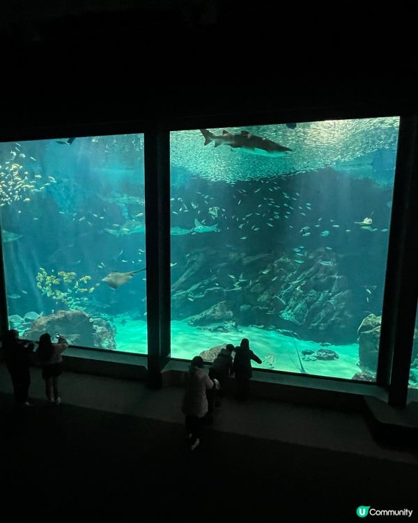 福岡水族館🐬！海豚&企鵝散步勁正！親子遊必去！🌊