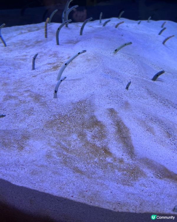 福岡水族館🐬！海豚&企鵝散步勁正！親子遊必去！🌊