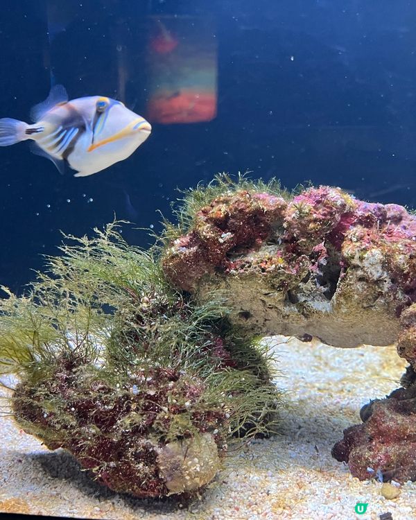 福岡水族館🐬！海豚&企鵝散步勁正！親子遊必去！🌊