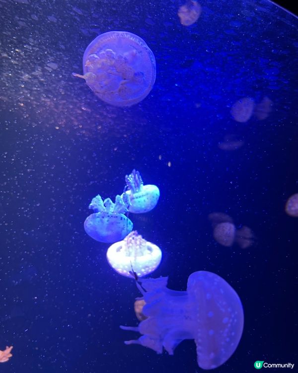 福岡水族館🐬！海豚&企鵝散步勁正！親子遊必去！🌊