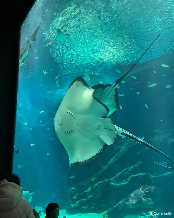 福岡水族館🐬！海豚&企鵝散步勁正！親子遊必去！🌊