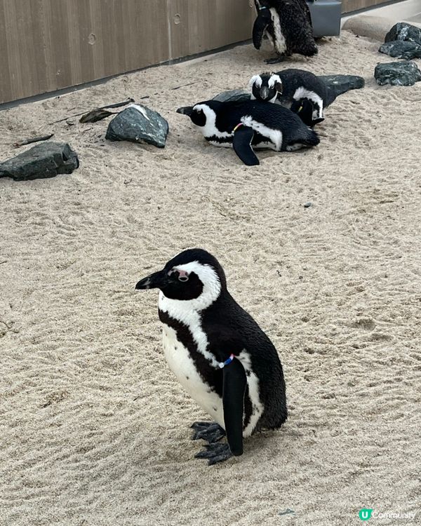福岡水族館🐬！海豚&企鵝散步勁正！親子遊必去！🌊