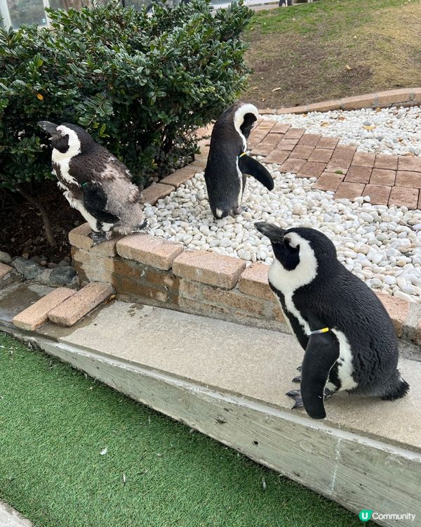 福岡水族館🐬！海豚&企鵝散步勁正！親子遊必去！🌊