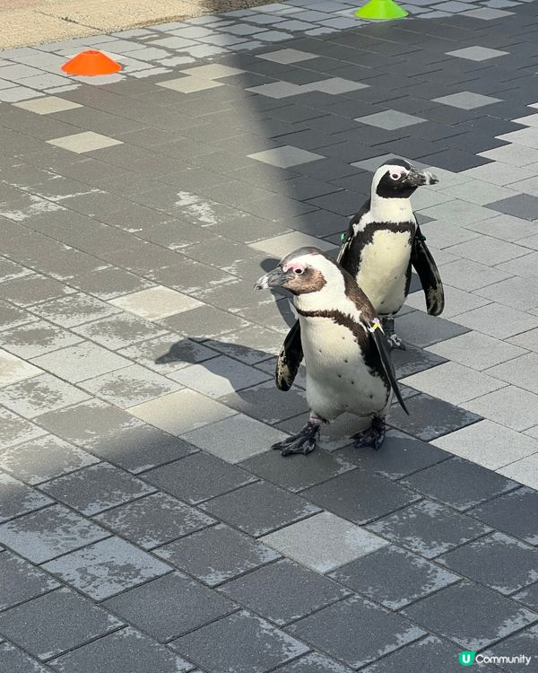福岡水族館🐬！海豚&企鵝散步勁正！親子遊必去！🌊