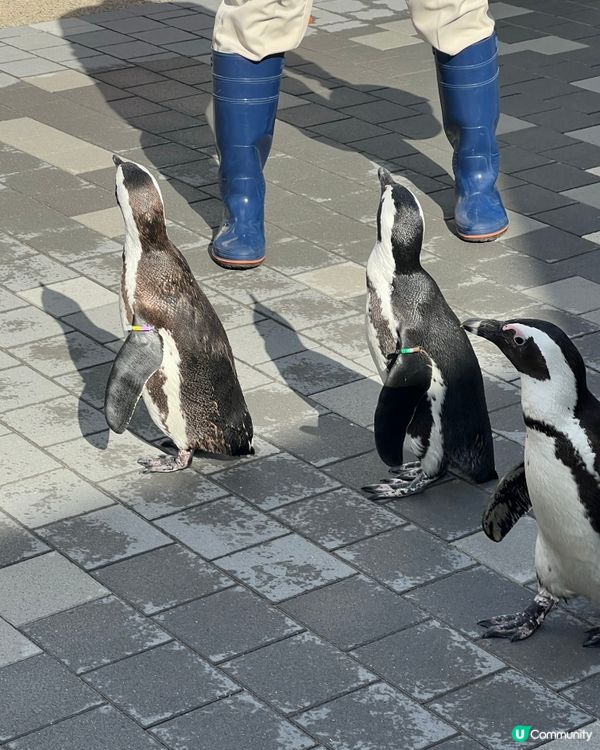 福岡水族館🐬！海豚&企鵝散步勁正！親子遊必去！🌊