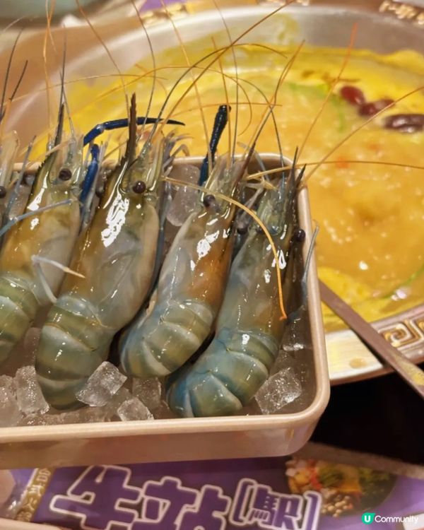 這鍋金湯讓全港女生瘋狂衝刺🔥花膠雞鍋×爆膏蝦的奢華對決 