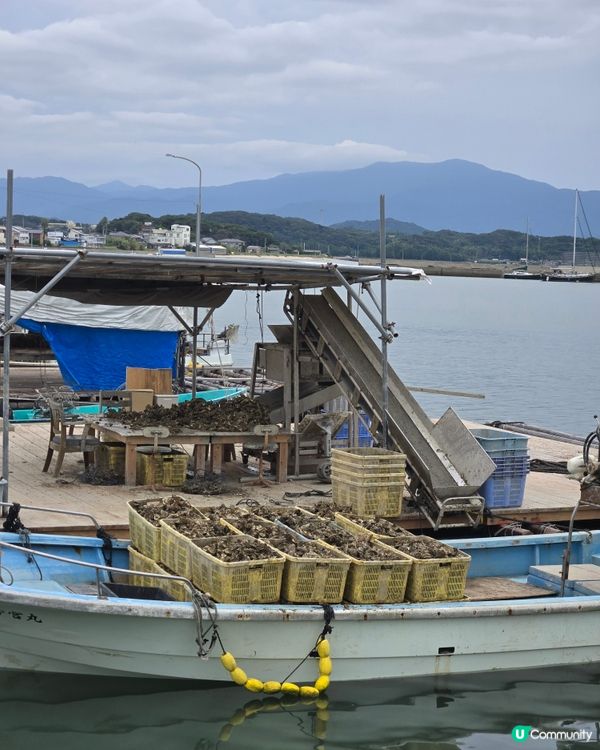 系島篇：燒海鮮夠新鮮