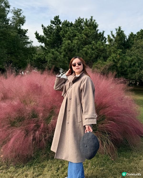 福岡掃帚草花海攻略！🍁 交通入場懶人包！🤩