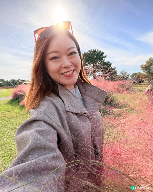 福岡掃帚草花海攻略！🍁 交通入場懶人包！🤩