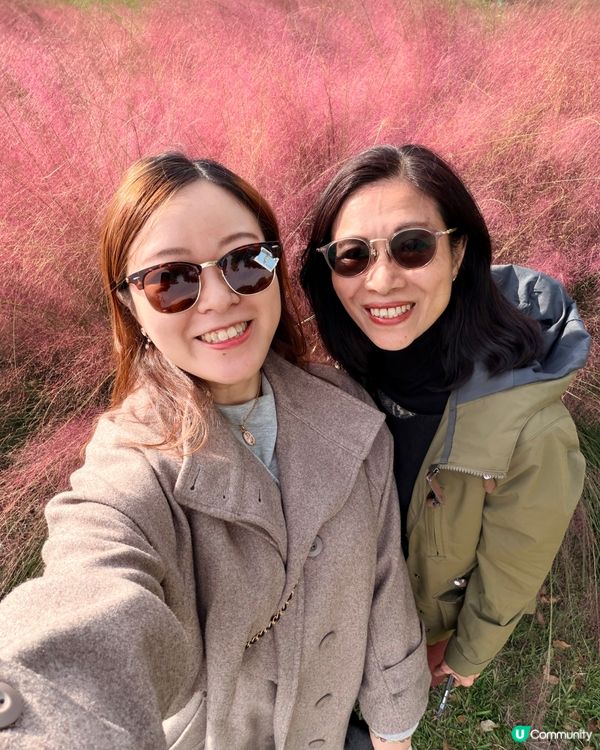 福岡掃帚草花海攻略！🍁 交通入場懶人包！🤩