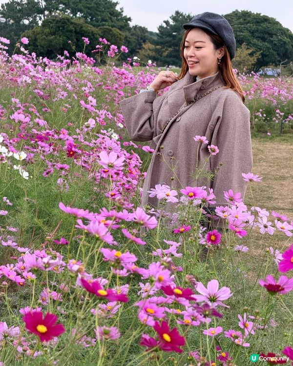 福岡掃帚草花海攻略！🍁 交通入場懶人包！🤩