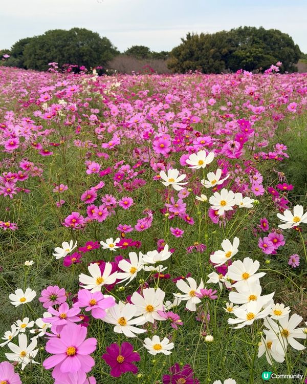 福岡掃帚草花海攻略！🍁 交通入場懶人包！🤩