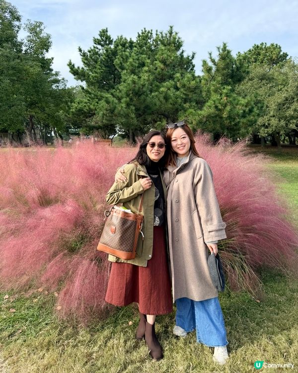 福岡掃帚草花海攻略！🍁 交通入場懶人包！🤩