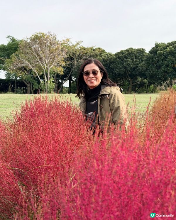 福岡掃帚草花海攻略！🍁 交通入場懶人包！🤩