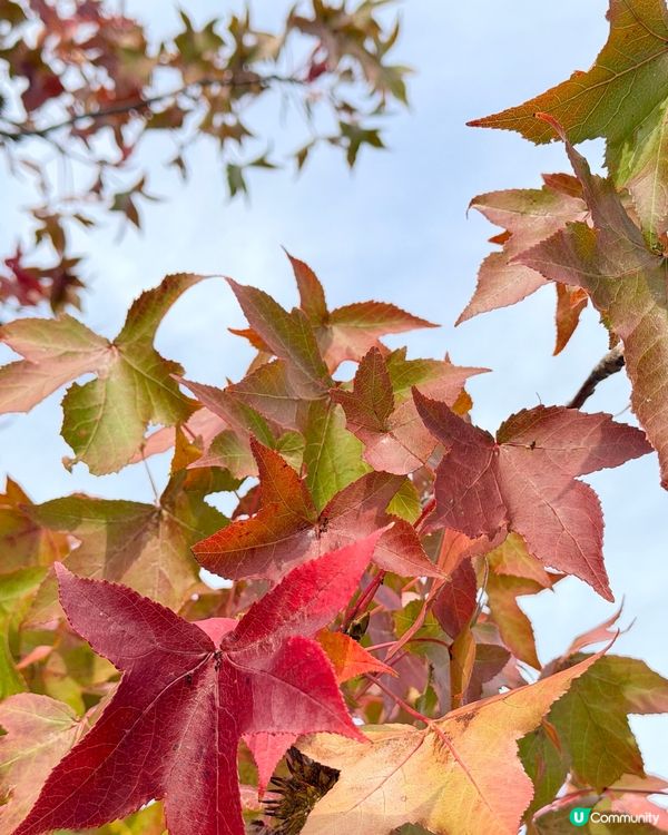 福岡掃帚草花海攻略！🍁 交通入場懶人包！🤩