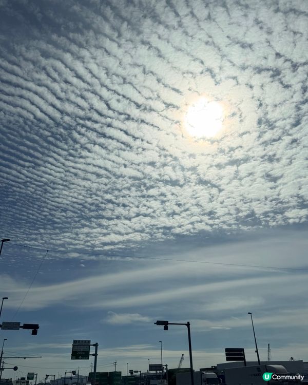 福岡掃帚草花海攻略！🍁 交通入場懶人包！🤩