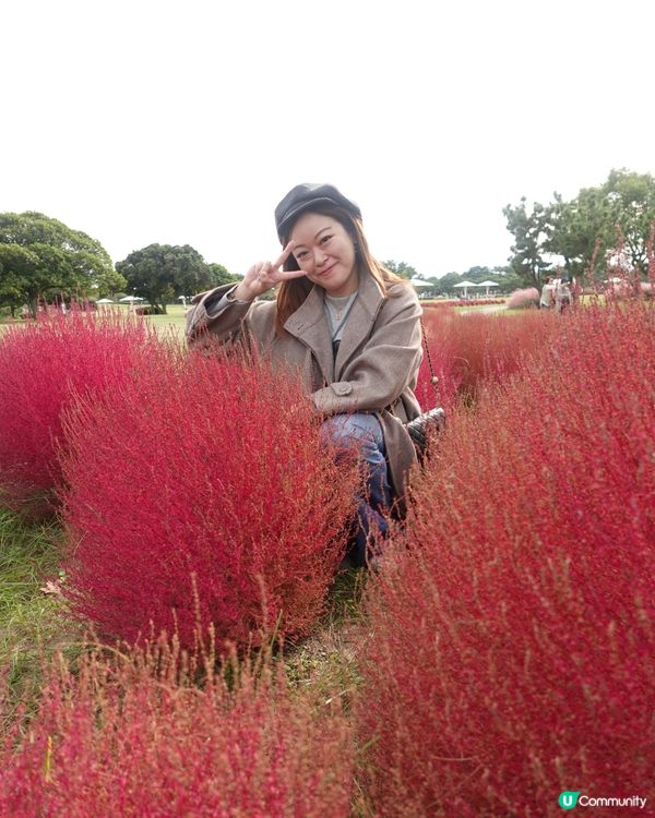 福岡掃帚草花海攻略！🍁 交通入場懶人包！🤩