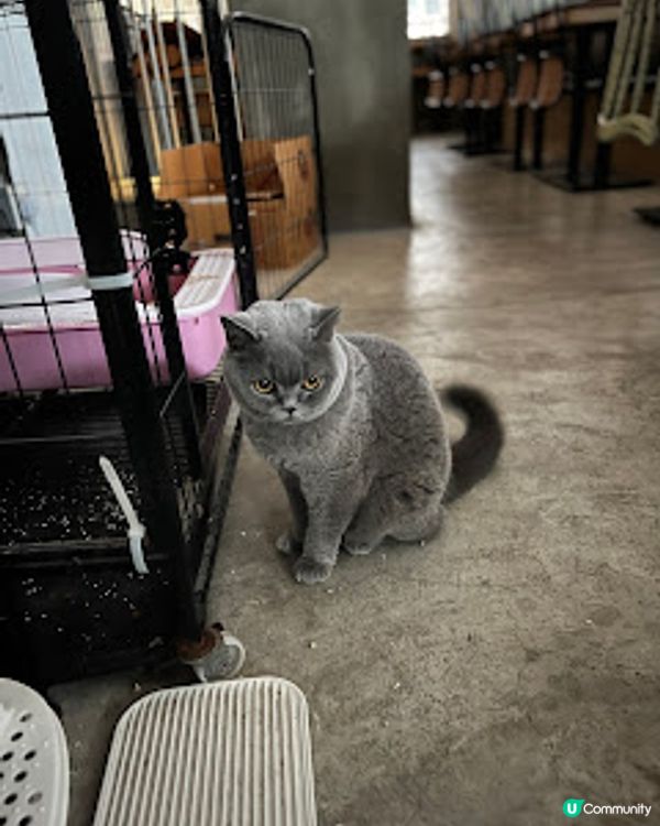 ‼️尖沙咀🐱🐱貓店長x2出沒注意😍