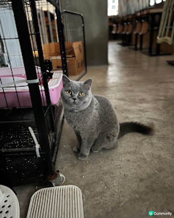 ‼️尖沙咀🐱🐱貓店長x2出沒注意😍