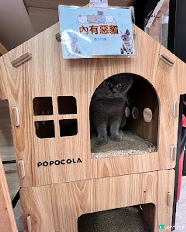 ‼️尖沙咀🐱🐱貓店長x2出沒注意😍