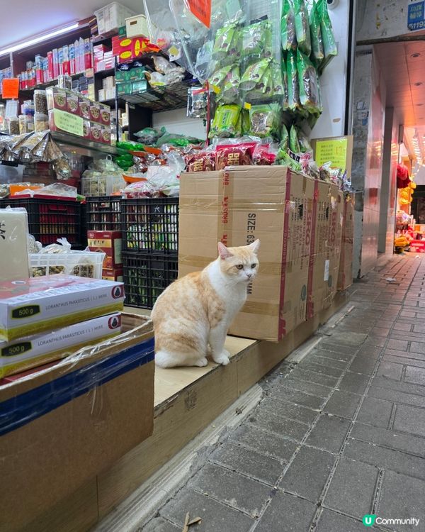 cat