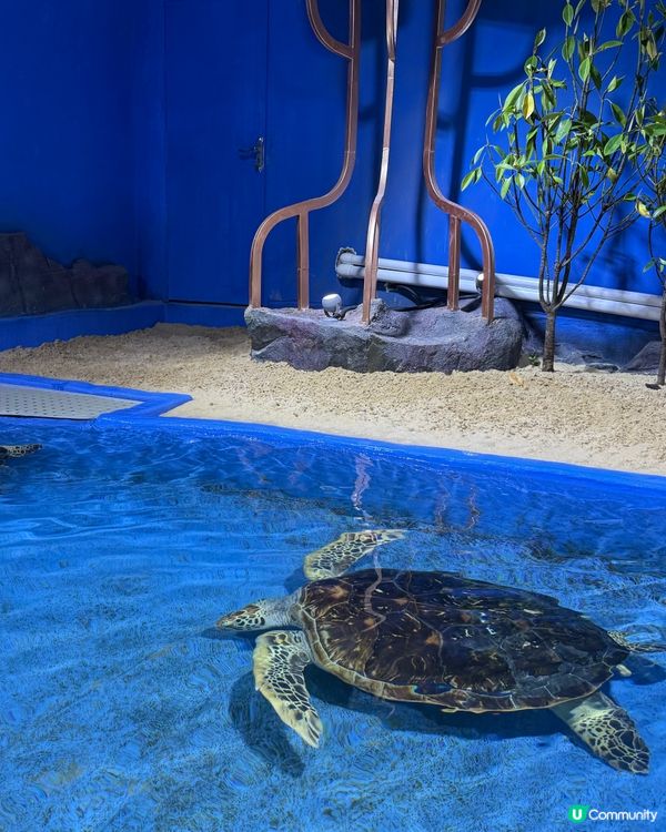 ［深圳一天遊推介］⭐️南山區歡樂海岸⭐️