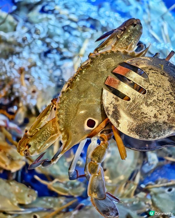 隱世💰抵食🦀海鮮🦐火鍋🥢放題