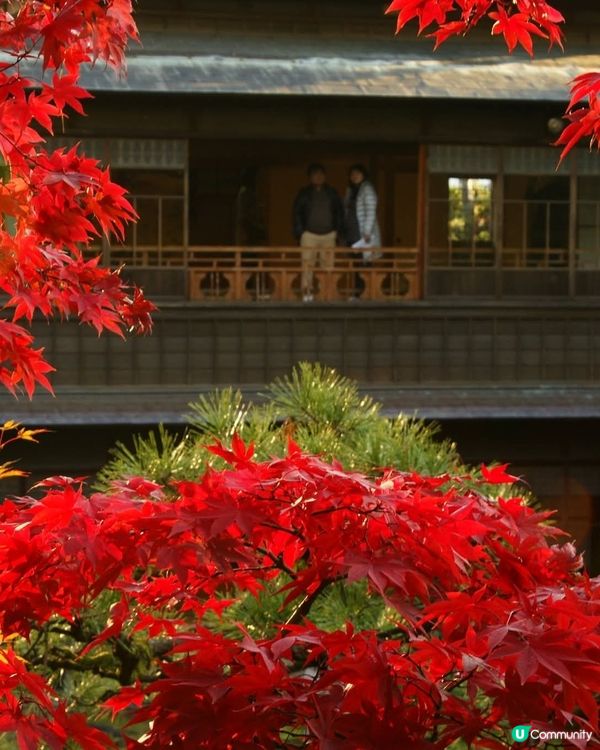 秋葉之旅🍁！新潟舊齋藤家別邸等緊你！🤩