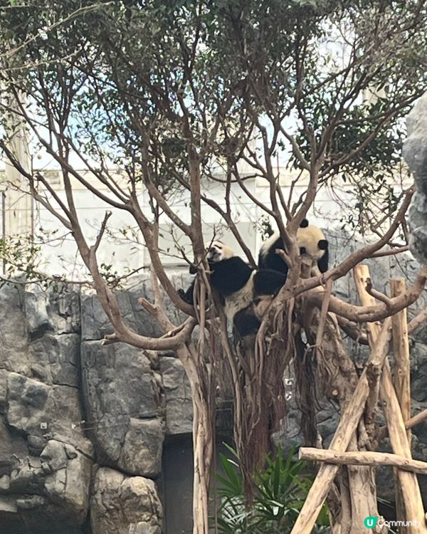 可能海洋公園多叢林,當日去都幾多蚊｡好彩我帶備冇DEET成份...