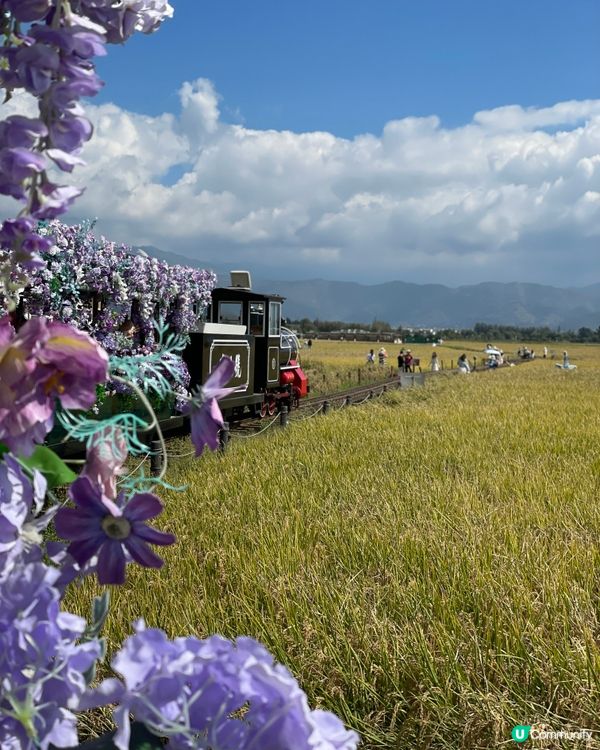 喜洲小火車慢遊🌾！大理田野chill爆📸！