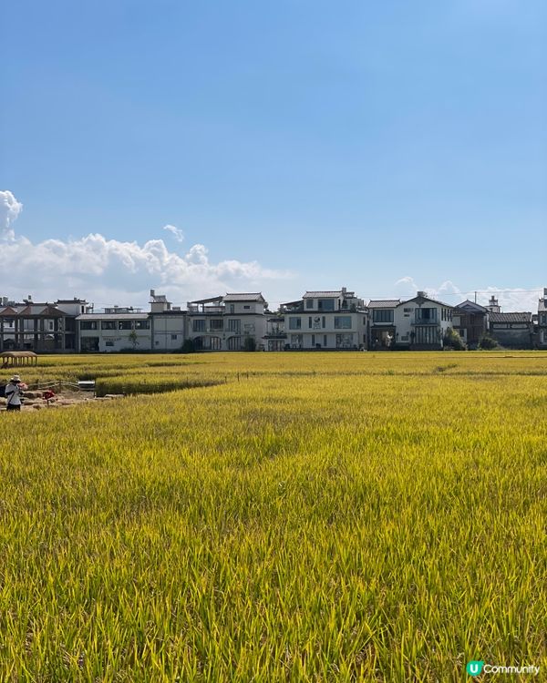 喜洲小火車慢遊🌾！大理田野chill爆📸！