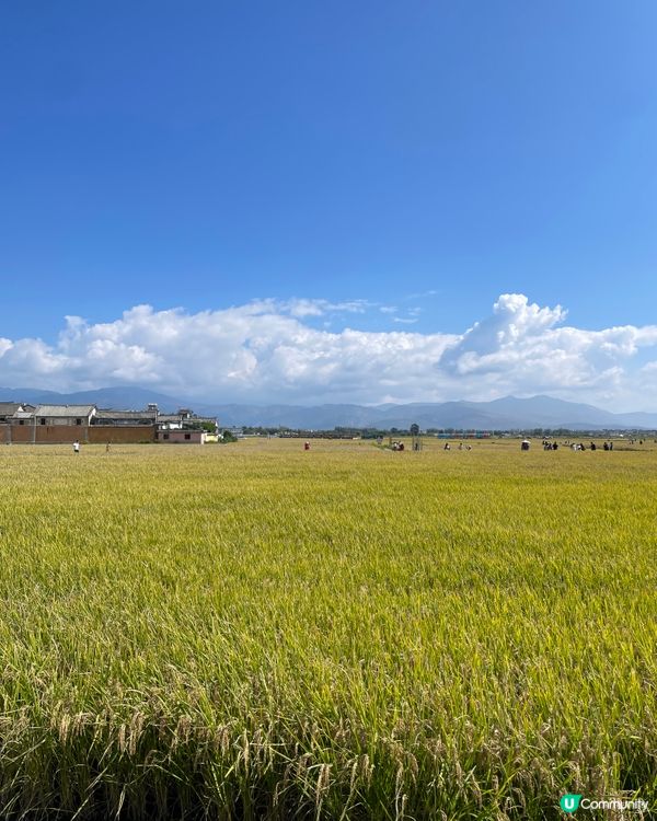 喜洲小火車慢遊🌾！大理田野chill爆📸！