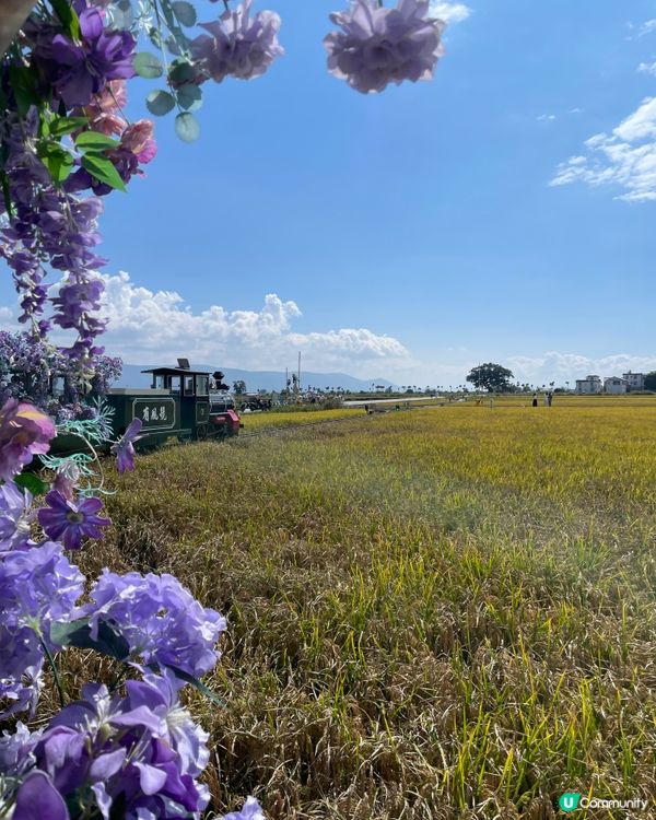 喜洲小火車慢遊🌾！大理田野chill爆📸！