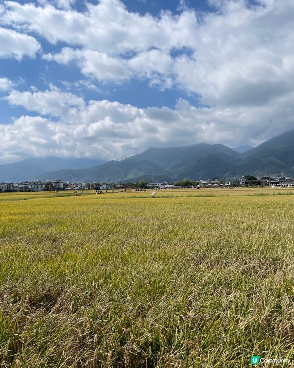 喜洲小火車慢遊🌾！大理田野chill爆📸！