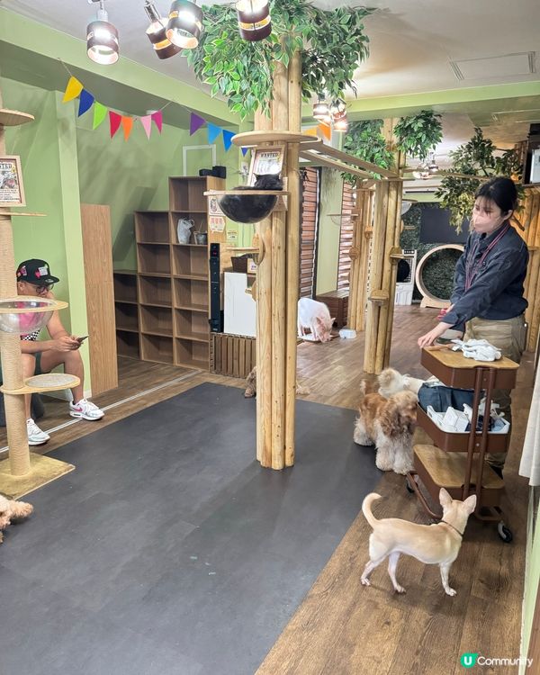 大阪小朋友水豚Cafe互動超開心