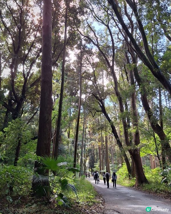 #日本好去處 #UCreator #日本櫻花 #旅行打卡 #...