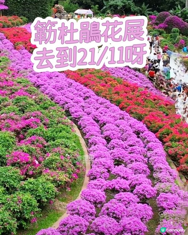 💐我愛花花💐之深圳蓮花山簕杜鵑花展🌸#深圳花海😍