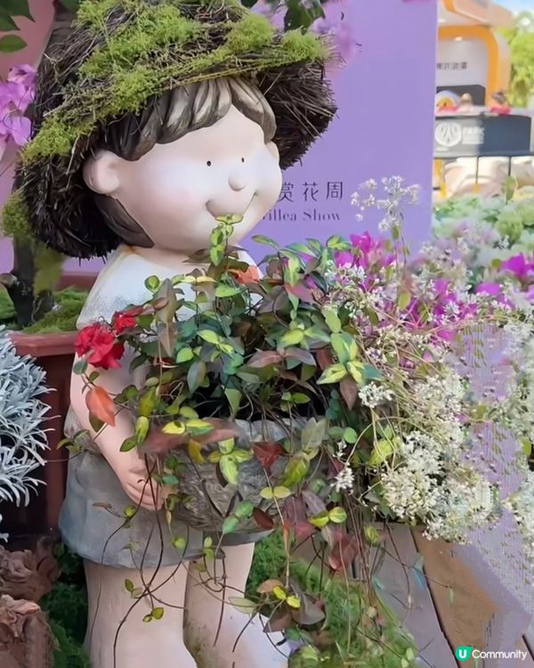 💐我愛花花💐之深圳蓮花山簕杜鵑花展🌸#深圳花海😍