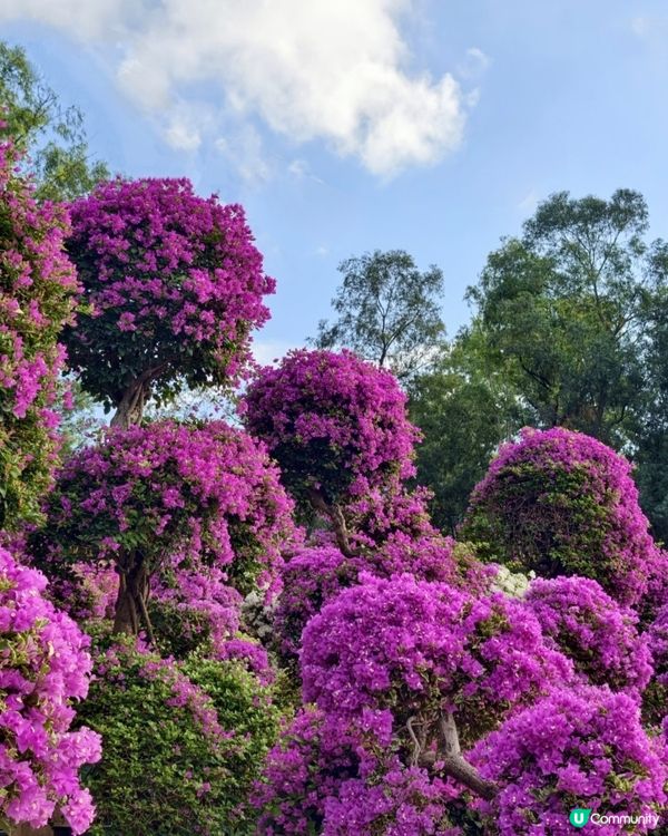 💐我愛花花💐之深圳蓮花山簕杜鵑花展🌸#深圳花海😍