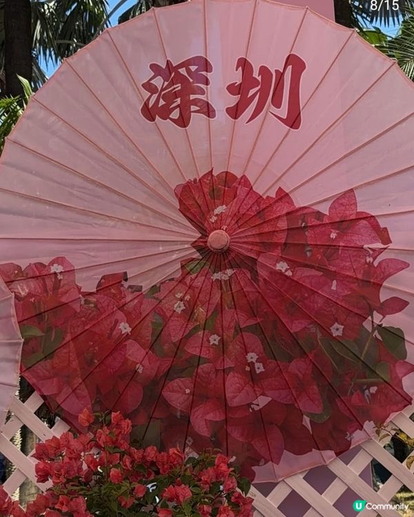💐我愛花花💐之深圳蓮花山簕杜鵑花展🌸#深圳花海😍